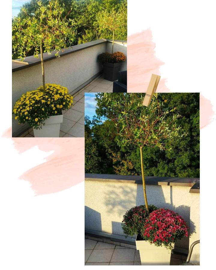 Apartman Japanski Vrt, Centar Vrnjačka Banja Exterior foto